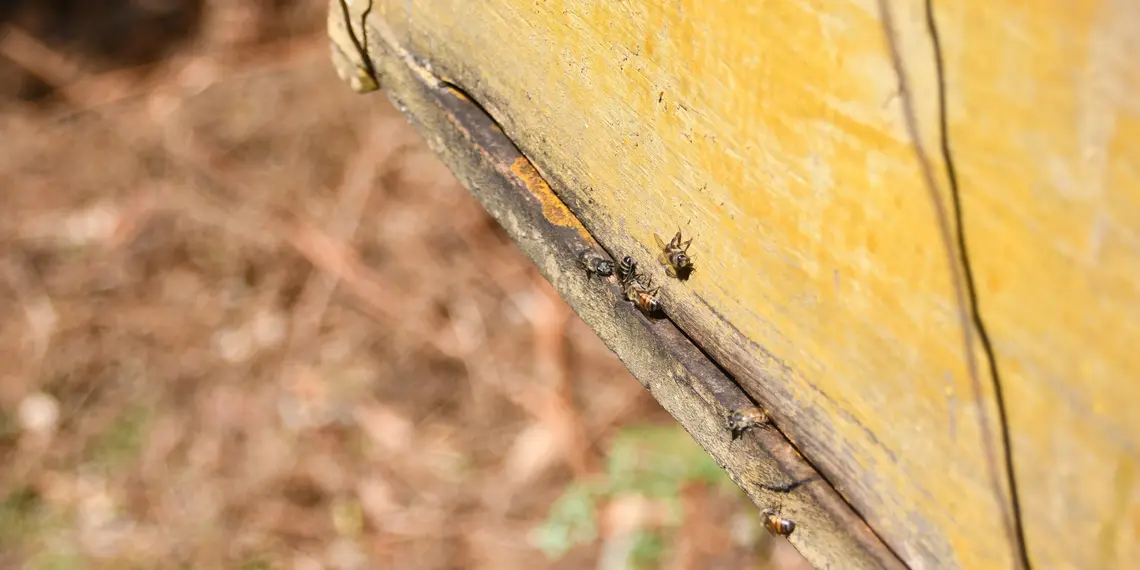 Bienen